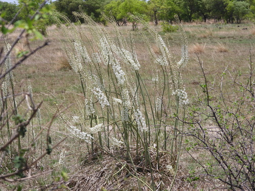 Tall Squill