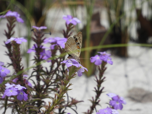Blue Pansy
