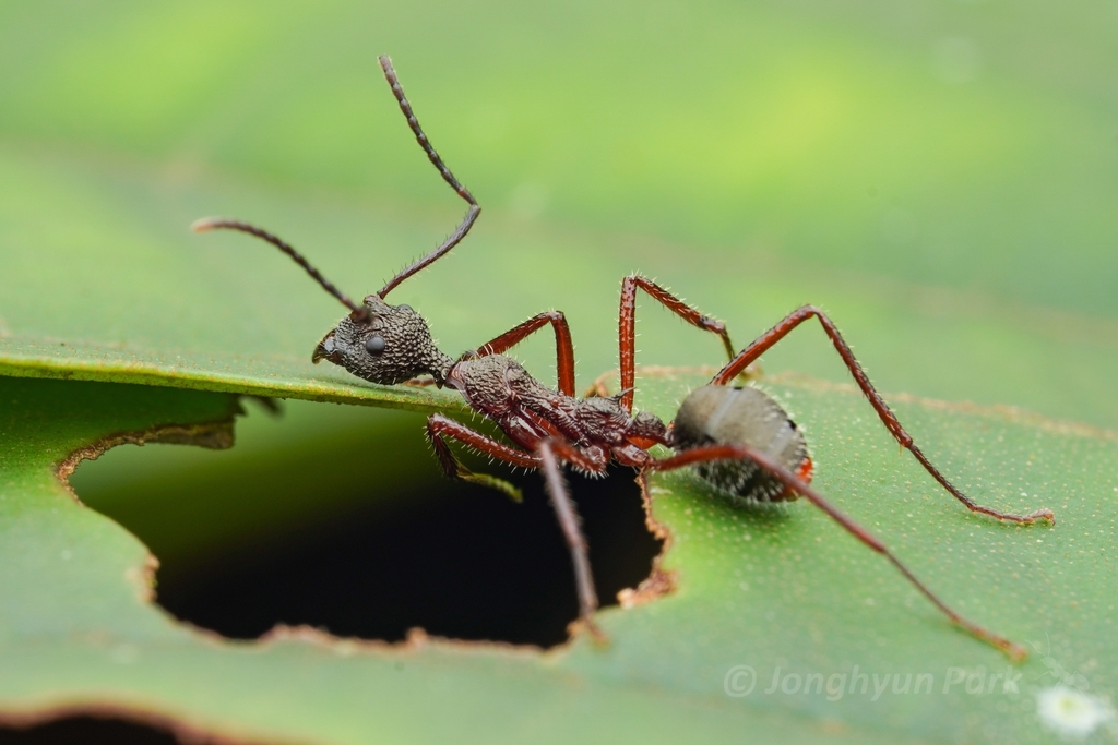 Dolichoderus attelaboides