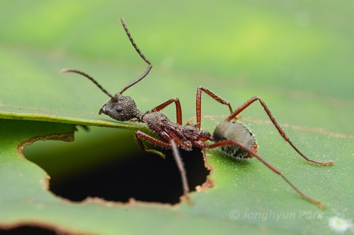 Dolichoderus attelaboides