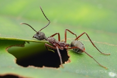 Dolichoderus attelaboides