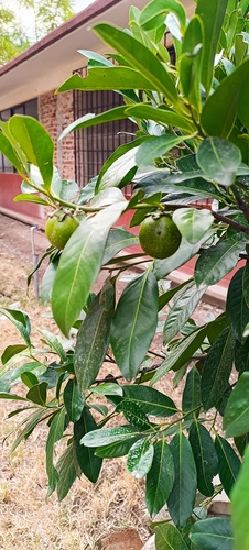 Ein weiteres Foto von Black sapote