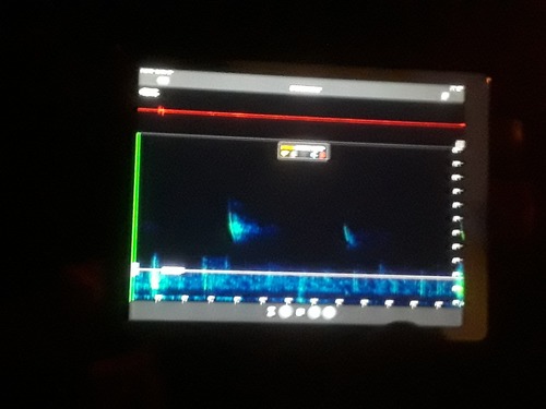 iNaturalist observation photo of Yuma Myotis