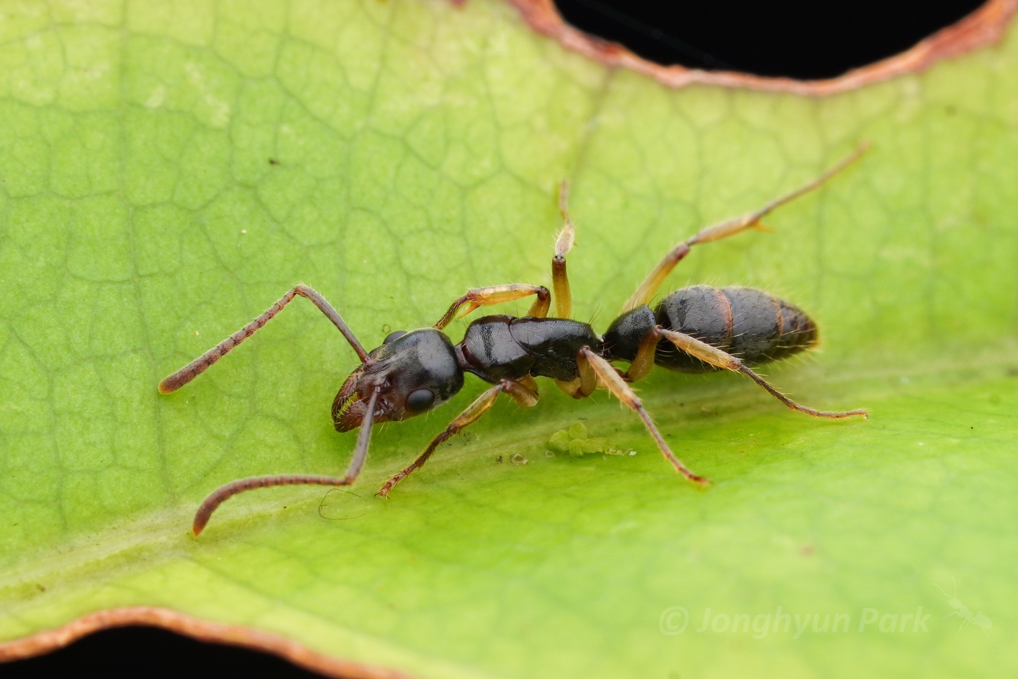 Neoponera oberthueri