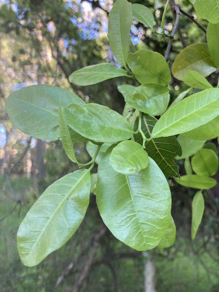 Burnie Vine from Dutton Park, Dutton Park, QLD, AU on December 3, 2023