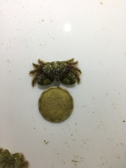 Mithraculus sculptus