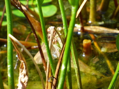 Sympetrum illotum