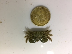 Mithraculus sculptus