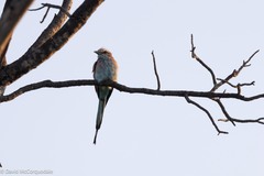 Racket-Tailed Roller photo 5