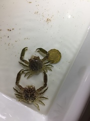 Mithraculus sculptus