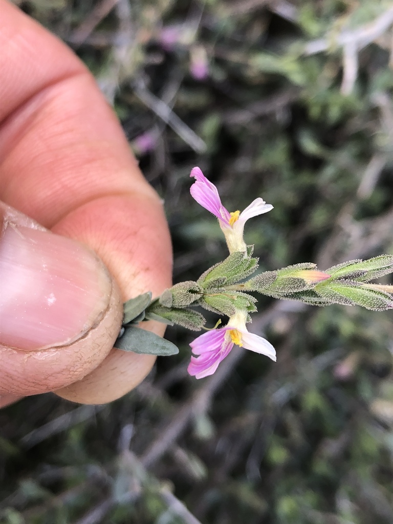 Holographis virgata from Mulegé, MXBS, MX on March 28, 2019 at 0409