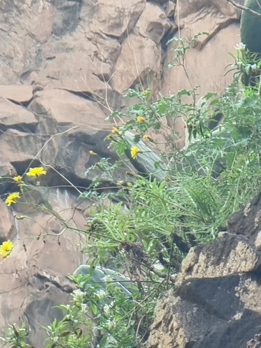 Sonchus ustulatus (Sonchus ustulatus)