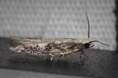 Agnippe prunifoliella