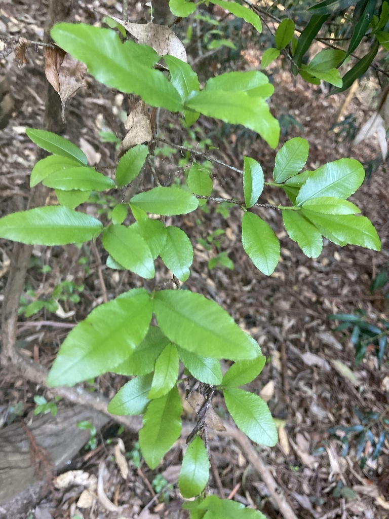 dicots from Dutton Park, Dutton Park, QLD, AU on December 3, 2023 at 06