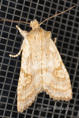 Lithophane bethunei