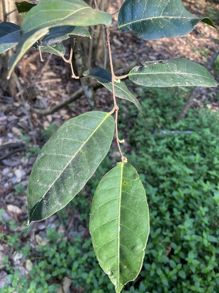 Burnie Vine from Dutton Park, Dutton Park, QLD, AU on December 3, 2023