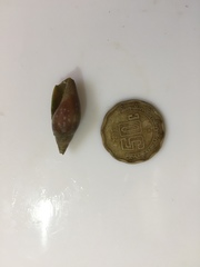 Probata barbadensis