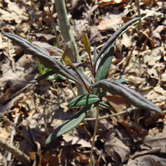 Lonicera dioica