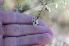 Chinese Rosemary (Baeckea frutescens)