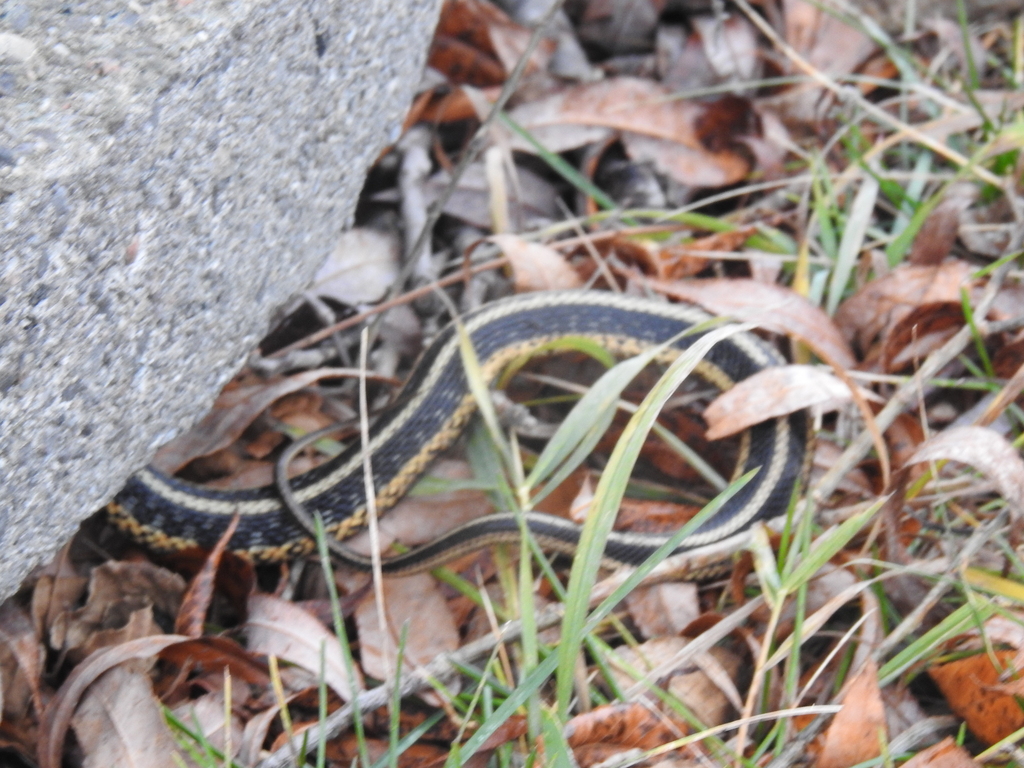 Common Garter Snake from Lennox and Addington County, ON, Canada on December 1, 2023 at 1235 PM