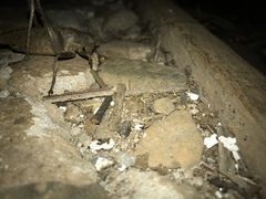 Balboana tibialis