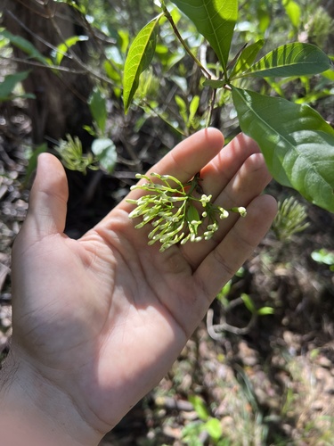 Image of Pavetta australiensis by (c) Lucas Christofides, some rights reserved (CC BY)