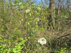 Viburnaceae