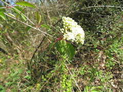 Viburnaceae