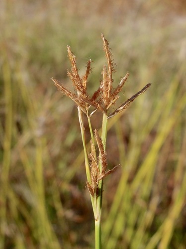 Image of Cyperus articulatus by (c) Sue Carnahan, some rights reserved (CC BY)