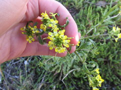 Erysimum repandum