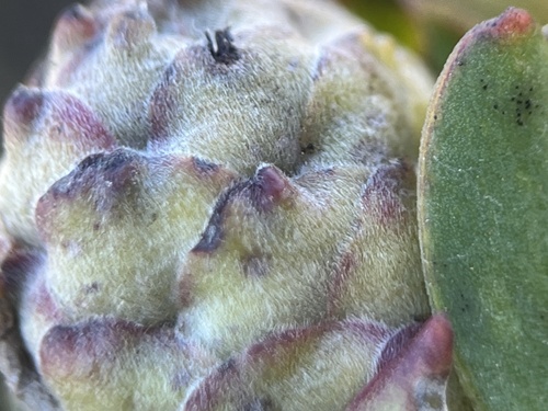Image of Leucadendron stelligerum by (c) Charleen Brunke, some rights reserved (CC BY)
