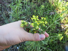 Erysimum repandum