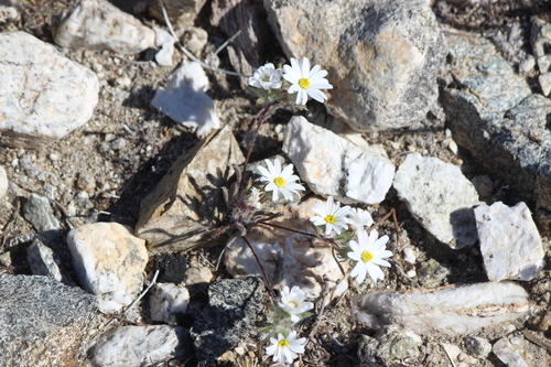 iNaturalist observation photo of Mojave desertstar