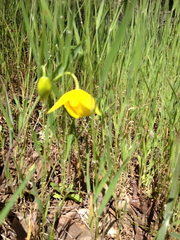 Calochortus amabilis