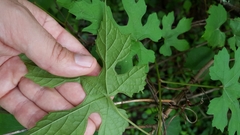 Vitis palmata
