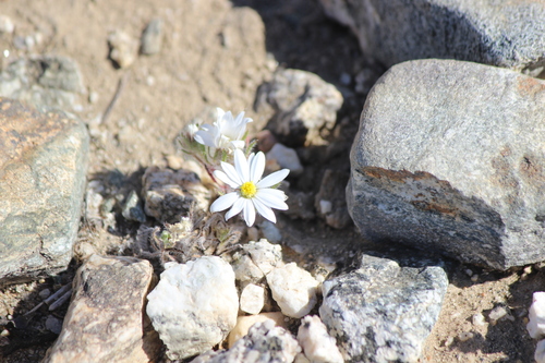iNaturalist observation photo of Mojave desertstar