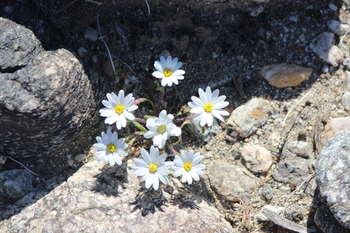 iNaturalist observation photo of Mojave desertstar
