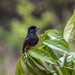 Swallow-winged Puffbird - Photo (c) NINA WENÓLI, some rights reserved (CC BY-NC), uploaded by NINA WENÓLI