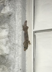 Hemidactylus angulatus