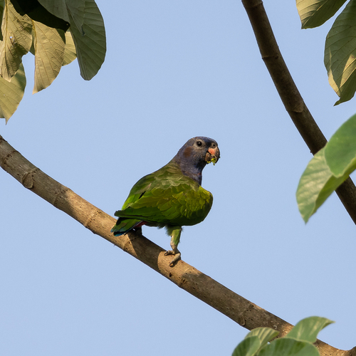 Blue-headed Parrot