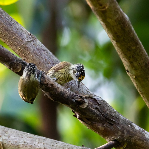 Bar-breasted Piculet