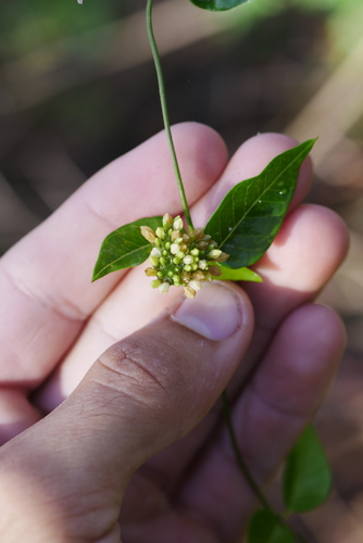 Image of Parsonsia lanceolata by (c) Lucas Christofides, some rights reserved (CC BY)