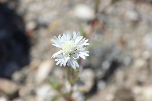 iNaturalist observation photo of Fremont's pincushion