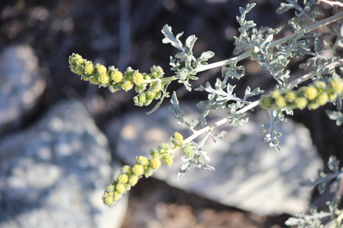 iNaturalist observation photo of Burrobush