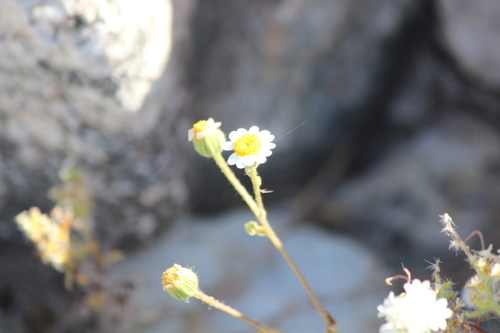 iNaturalist observation photo of Emory's rockdaisy