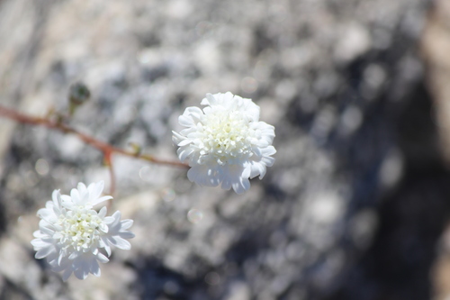 iNaturalist observation photo of Fremont's pincushion