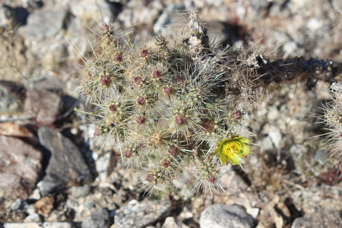 iNaturalist observation photo of Silver Cholla