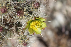 Cylindropuntia ganderi