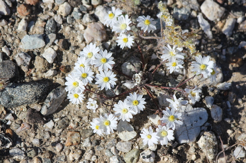 iNaturalist observation photo of Mojave desertstar