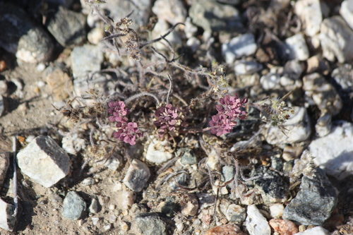 iNaturalist observation photo of borages